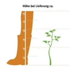 Hainbuche Set à 110 Stück Höhe Ca. 125 - 150 Cm Topf Ca. 5 L Carpinus Betulus -Gartenwelt Verkauf 2 l thuja occidentalis 2
