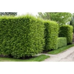 Hainbuche Set à 110 Stück Höhe Ca. 125 - 150 Cm Topf Ca. 5 L Carpinus Betulus -Gartenwelt Verkauf 3855863 3358 3