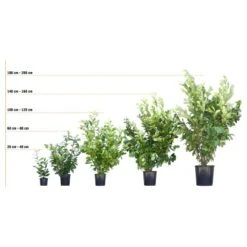 Hainbuche Set à 110 Stück Höhe Ca. 125 - 150 Cm Topf Ca. 5 L Carpinus Betulus -Gartenwelt Verkauf 72246 3358 kirschlorbeer 3