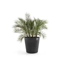Ecopots Pflanztopf Amsterdam Rollen Dunkelgrau 100 Cm X 87,5 Cm -Gartenwelt Verkauf terdamWheels100DarkGrey 01